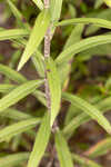 Twistleaf goldenrod